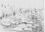 Drawing Pond Sketch Water Drawings Lily Step Sketches Pencil Lilies Ponds Google Search Paintingvalley Landscape Explore Choose Board Za sketch template