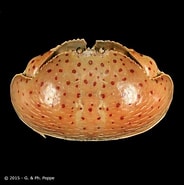 Afbeeldingsresultaten voor "calappa Nitida". Grootte: 184 x 185. Bron: www.crustaceology.com