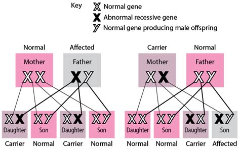 Inheritance Of Single Gene Disorders Fundamentals Merck Manuals