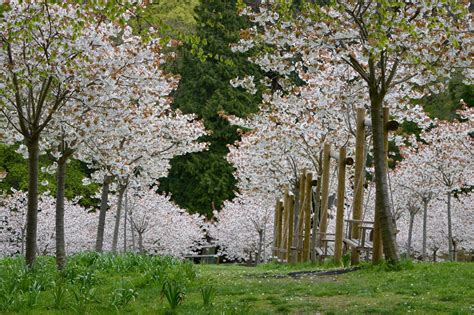 the cherry blossom orchard at the alnwick garden north