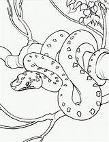 Snake Coloring Pages Animal Animals sketch template