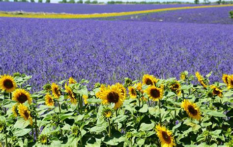 lavender field sunflower valensole  photo  pixabay