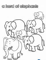 Herd Elephants Coloring Collective Nouns Colouring Clipart Elephant Group Pages Colour Animals Designlooter Name Print Pod Own Off Collection Cliparts sketch template