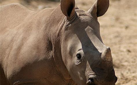 rhino dies in anti poaching demo