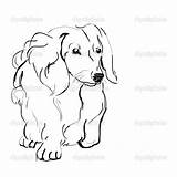 Dachshund Long Haired Drawing Dog Sketch Coloring Breed Pages Sausage Stock Depositphotos Dachshunds Line Tattoo Getdrawings Dogs Copyright Burning Wood sketch template