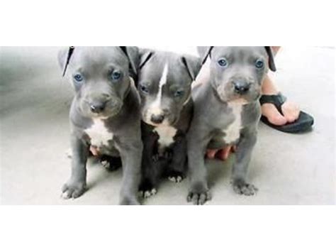 Pure Breed American Blue Nose Pitbull Terrier Puppies