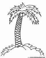 Palm Tree Coloring Pages Trees Coconut Drawing Branch Line Printable Print Clipart Simple Jungle Draw Leaves Pencil Drawings Color Branches sketch template