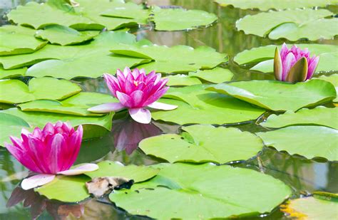 water lilies grow vigorously  summer aquatic solutions