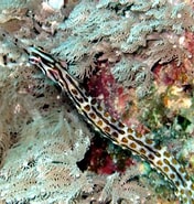 Afbeeldingsresultaten voor Corythoichthys schultzi. Grootte: 176 x 185. Bron: fishesofaustralia.net.au