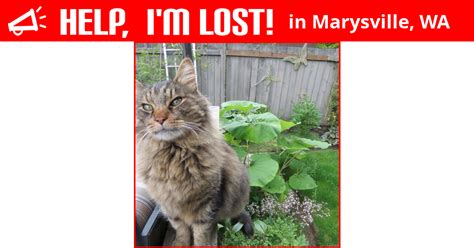 lost cat marysville washington hunter
