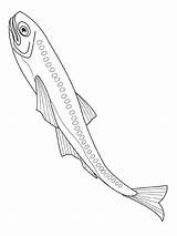 Vissen Kleurplaat Fische Malvorlage Dieren Fisch Peixes Poissons Anchoveta Lanternfish Malvorlagen Pesce Pesci Verschiedene Peces Pez Desenhosecolorir Animierte Peixe Animaatjes sketch template