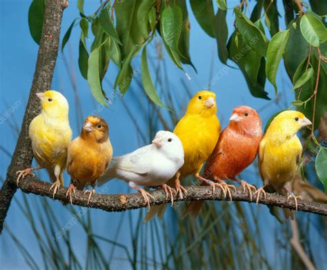 canaries stock image  science photo library