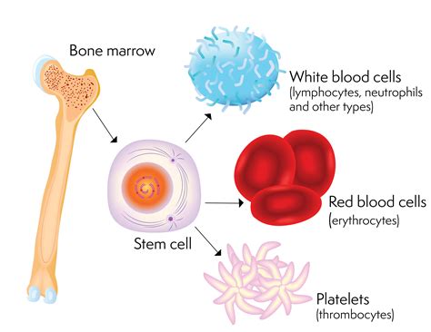 life saving potential  stem cell therapy