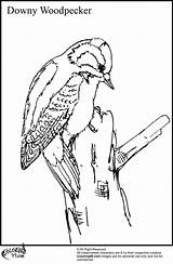 Woodpecker Downy sketch template