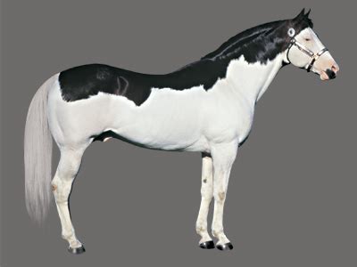 paint horse patterns nativeamericanartdrawingsanimals