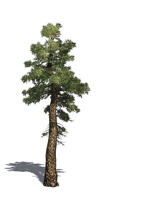 douglas fir hardwood identification guide
