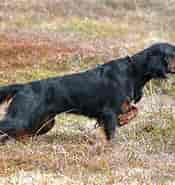 Billedresultat for World Dansk Fritid Husdyr hunde racer stående Jagthunde Breton. størrelse: 175 x 185. Kilde: hunden.dk