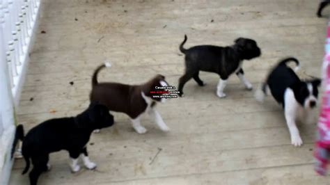 boston terrier mix puppies  sale youtube
