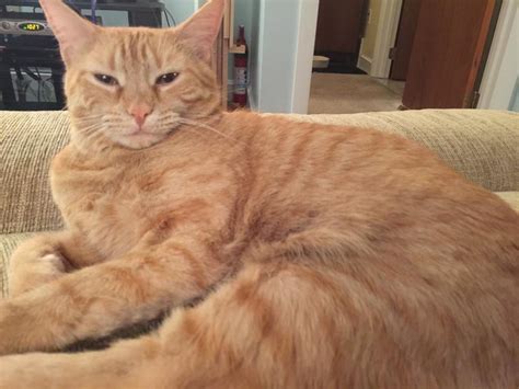missing cat orange tiger cat missing from daymon farms
