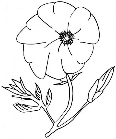 amazing poppy flower coloring page color luna