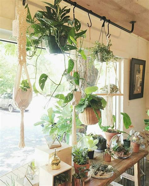 diy window hanging plants ideas   home decoration  house plants hanging plant