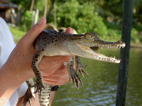 kleines krokodil foto bild tiere natur reise natur bilder auf