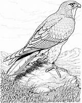Coloring Hawk Pages Bird Falcon Adults Peregrine Birds Printable Real Detailed Life Adult Drawings Colouring Enjoy Looking Hawks Animal Harris sketch template