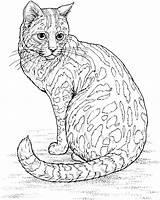 Coloring Leopard Pages Sitting Animals Adult Cat sketch template