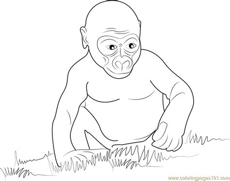 gorilla baby coloring page  kids  gorilla printable coloring