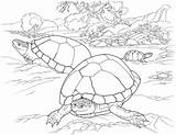 Deserto Desierto Animali Colorare Tortuga Printable Disegni Tortue Turtles Letscolorit Tortugas Tortoise Cartoni Lagret Fra Bambini sketch template