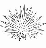 Urchin ชม เข sketch template