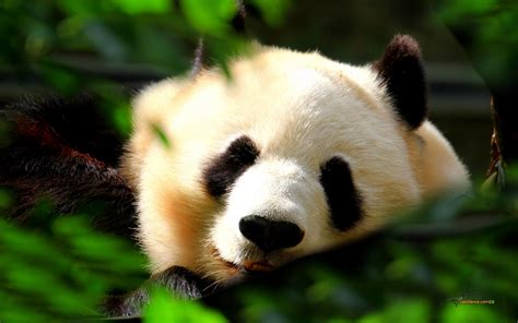 Beautiful Wallpapers Panda Bear Wallpaper