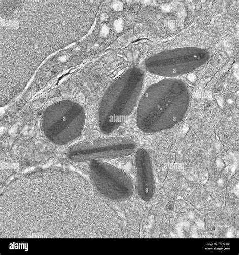 granuli  mastociti immagini  fotografie stock ad alta risoluzione alamy