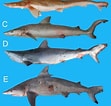 Afbeeldingsresultaten voor Carcharhiniformes. Grootte: 111 x 106. Bron: www.researchgate.net