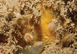 Afbeeldingsresultaten voor "hymedesmia Versicolor". Grootte: 151 x 106. Bron: www.researchgate.net