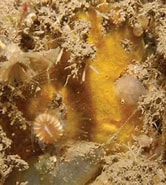 Afbeeldingsresultaten voor "hymedesmia Basispinosa". Grootte: 166 x 185. Bron: www.researchgate.net