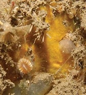 Afbeeldingsresultaten voor "hymedesmia Minuta". Grootte: 168 x 185. Bron: www.researchgate.net