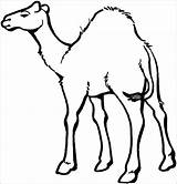 Camel Coloring Print Pages Down Lying Coloringbay sketch template