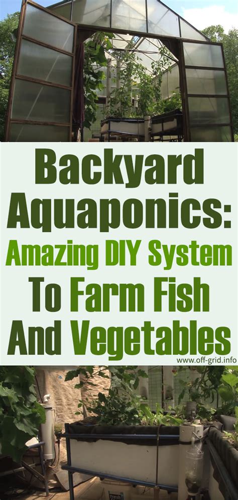 backyard aquaponics amazing diy system  farm fish