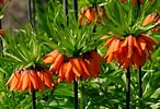 Image result for "fritillaria Sargassi". Size: 146 x 100. Source: www.tuttogreen.it