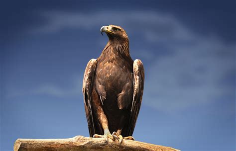initial funding  south  scotland golden eagle project