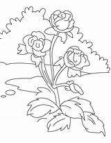 Roses Coloring Beautiful Three Pages Kids sketch template