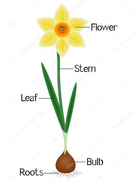 una ilustracion  muestra partes de una planta de narciso