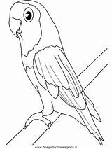 Oiseau Perroquet Perruche Coloriages Papagei Papageien Colorat Pasari Aves Gratuit Parrot Parrots Gabon Ara P86 Branche Planse Perruches Ausmalbild Kostenlos sketch template