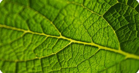 temukan manfaat zat hijau daun  bebas efek samping  produk  link  link indonesia