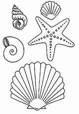 Seashell sketch template