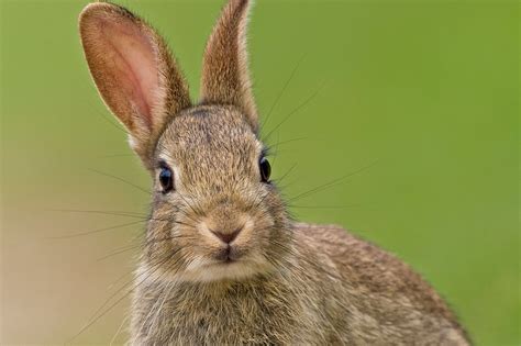 photo european rabbit animal cute european
