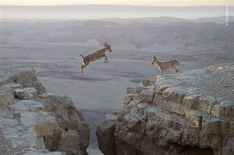 Israeli Wildlife Photographer Wins Honor For Striking Ibex Photo
