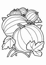 Toamna Colorat Desene Planse Melon Calabazas Alimentos Hugolescargot Coloriages Légumes sketch template