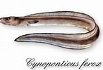 Afbeeldingsresultaten voor "cynoponticus Ferox". Grootte: 146 x 100. Bron: www.colapisci.it